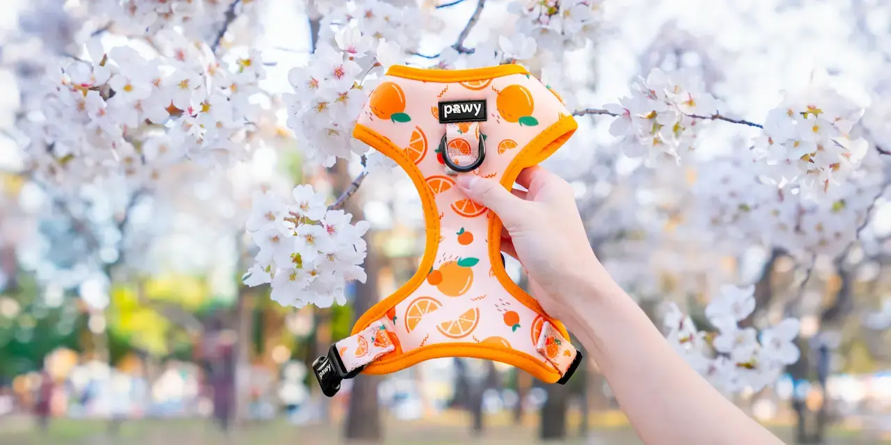 Pawy 1 thời trang và phụ kiện thú cưng cao cấp đầu tiên tại Việt Nam Sắm cho bé yêu một item dễ thương và quyên góp ngay bạn nhé!